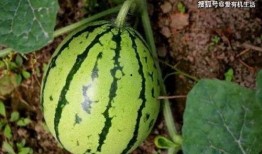 武仁林地里吃瓜,夏日田园美食之旅