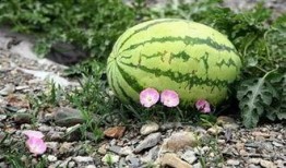 苏州各种吃瓜,瓜果飘香，味蕾盛宴掠影