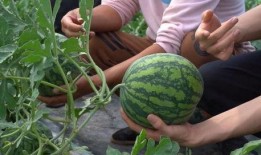 吃瓜介绍,吃瓜群众眼中的明星生活