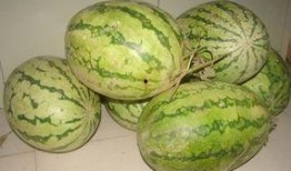 吃瓜部落官网,探寻网络红人背后的故事与魅力