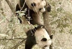 熊猫吃竹叶吃瓜