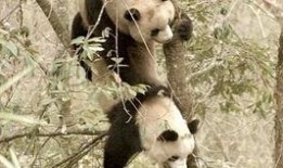 熊猫吃竹叶吃瓜