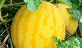 吃瓜介绍,吃瓜群众眼中的明星生活