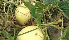 瓜地里现吃现摘,尽享新鲜美味