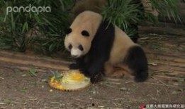 喵喵上树吃瓜吃瓜吃瓜