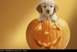 小狗吃瓜脸红,萌态十足引网友热议