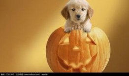 小狗吃瓜脸红,萌态十足引网友热议