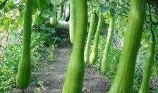 青城吃瓜大奇,揭秘网络热传的神秘事件