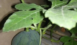 小瓜可以吃籽吗怎么吃,小瓜籽的食用方法与营养价值揭秘