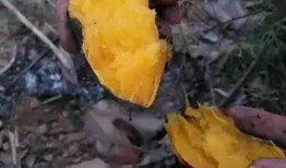 长垣采耳吃瓜,一场别开生面的民俗体验之旅