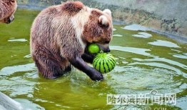 动物小熊吃瓜视频,瓜果乐园欢乐多