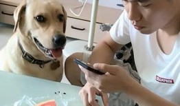 狗吃福瓜,宠物美食新体验