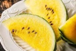 吃瓜红蓝菌,探寻神秘生物的奥秘与魅力