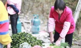 吃瓜文化博主,网络红人的狂欢盛宴