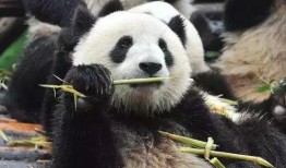 熊猫吃竹叶吃瓜