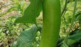 爱上番茄吃鸡瓜,鸡瓜鲜美，尽享美食盛宴