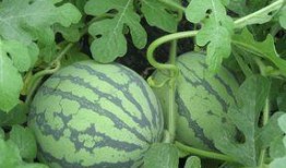 怀孕可以吃浮水瓜,浮水瓜助力健康孕育