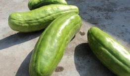 脆瓜咋吃,解锁夏日清新口感