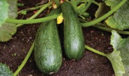 吃瓜食种,揭秘夏日消暑美食的奥秘