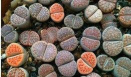 山上石椅吃瓜,悠闲夏日吃瓜时光