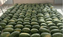 校园河边吃瓜,青春记忆里的甜蜜时光