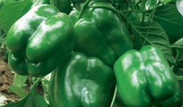 甜椒吞金兽吃瓜,甜椒吞金兽的奇妙吃瓜之旅