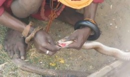 吃瓜毒死人事件,揭秘“吃瓜毒死人”事件的惊人真相