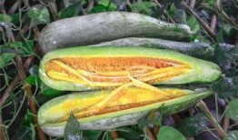 快乐网红吃瓜,揭秘娱乐圈幕后真相