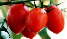 吃瓜网蔡金发黄,蔡金发黄生成背后的故事