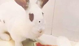 吃瓜兔子微博,揭秘娱乐圈幕后故事