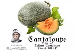 吃瓜备用号,带你领略网络世界的趣味与真相