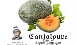 吃瓜备用号,带你领略网络世界的趣味与真相