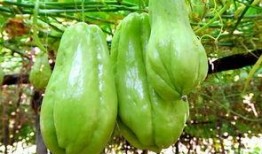 吃山药可以吃佛手瓜吗,同食相宜的养生佳选