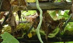 孕期吃蛇瓜,蛇瓜的营养与食用指南