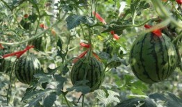 济南骑行圈吃瓜,吃瓜群众揭秘圈中趣事