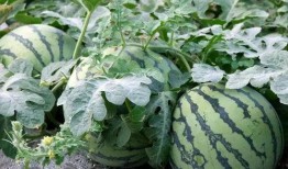 山上石椅吃瓜,悠闲夏日吃瓜时光