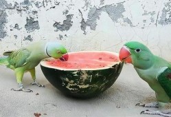 吃瓜的鹦鹉,揭秘娱乐圈幕后趣闻