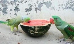 吃瓜的鹦鹉,揭秘娱乐圈幕后趣闻