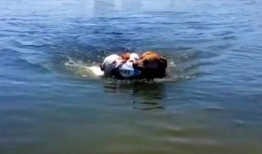 鹿大妈吃瓜,鹿大妈的瓜田奇遇记