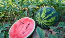 微山的吃瓜,探寻微山特色美食之旅