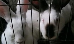 刘大瓜吃兔子,刘大瓜的兔子美食之旅