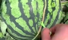 什么是朋友吃瓜,友谊新风尚