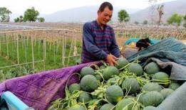 镇府吃瓜新闻,揭秘幕后真相，一探究竟