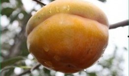 吊瓜可以吃皮吗