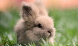 吃瓜兔子微博,揭秘娱乐圈幕后故事