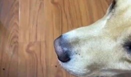 崔狗子带你吃瓜,崔狗子带你领略娱乐圈最新“吃瓜”盛宴