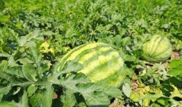 王家吃瓜,揭秘娱乐圈背后的真实故事