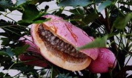 八月瓜可以吃吗,美味可口的天然野果，你了解多少？