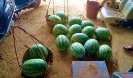 瓜田吃瓜美文,品味人生百态