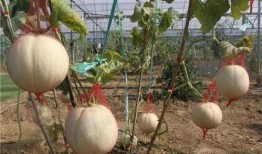 吃的玉瓜,探寻传统与创新的完美融合